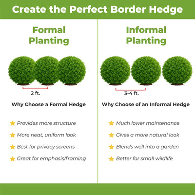 Comparison chart of formal and informal hedge plantings with wintergreen boxwoods with green text and icons