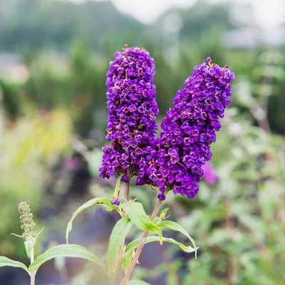 Purple flower cluster of black knight butterfly bush blooms with green leaves against a blurred natural background