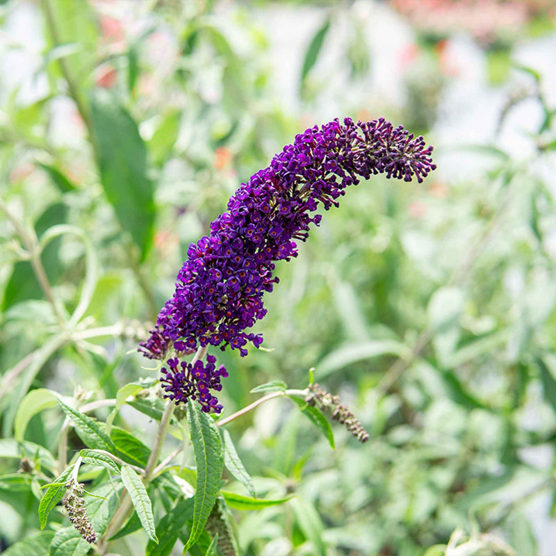 Black Knight Butterfly Bush