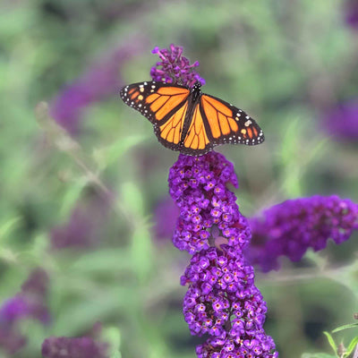 Monarch butterfly on a purple black knight butterfly bush flower with a blurred green background