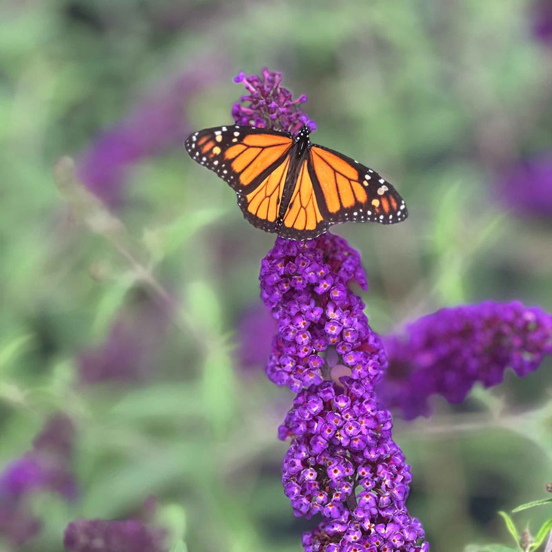 Monarch butterfly on a purple black knight butterfly bush flower with a blurred green background