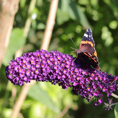Butterfly perched on a purple flower of a black knight butterfly bush with a blurred green background