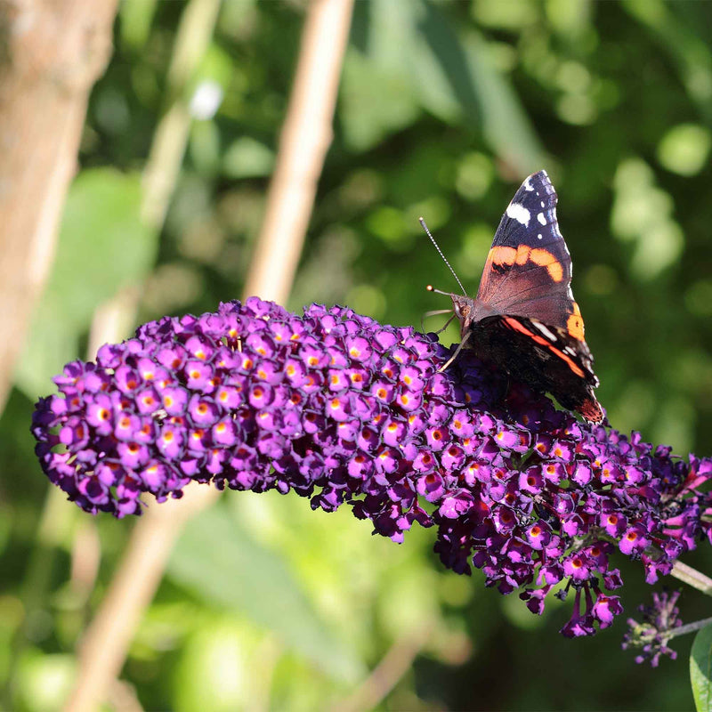 Butterfly perched on a purple flower of a black knight butterfly bush with a blurred green background