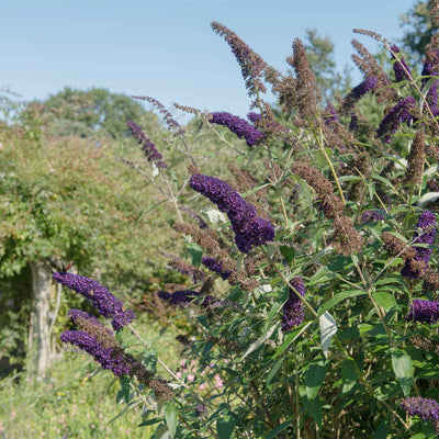 Purple flowering black knight butterfly bush with green leaves in a front yard landscape