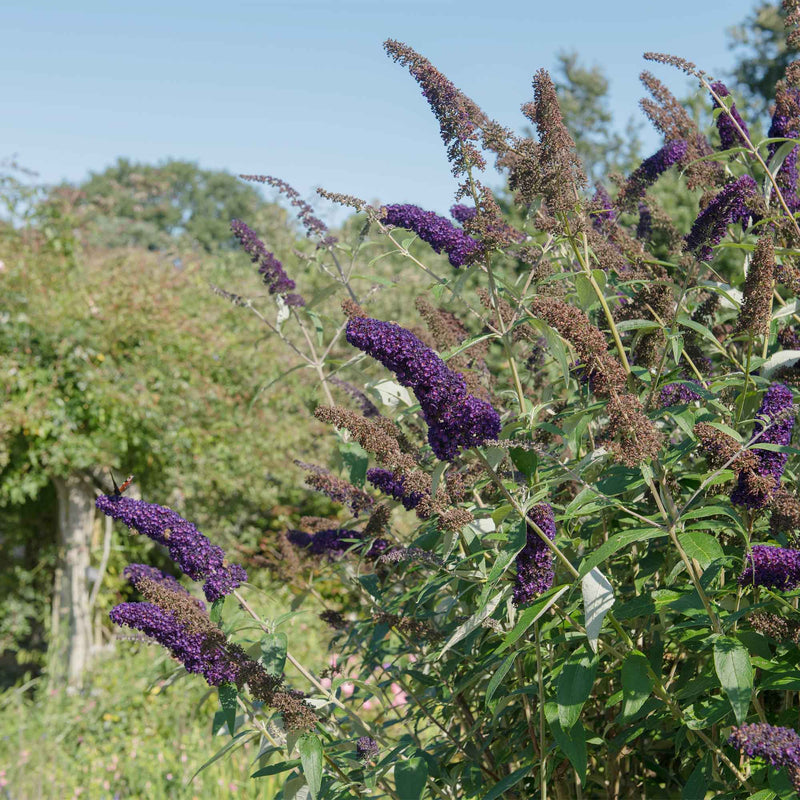 Purple flowering black knight butterfly bush with green leaves in a front yard landscape