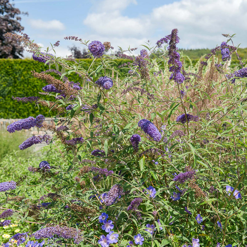 Clusters of Nanho blue butterfly bush flowers in a manicured lawn with a green hedge in the background
