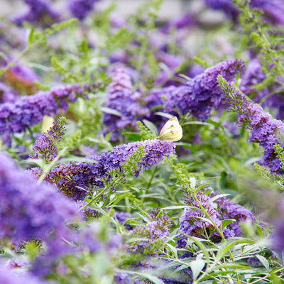 Butterfly perched on a purple flower belonging to a nanho blue butterfly bush among green foliage