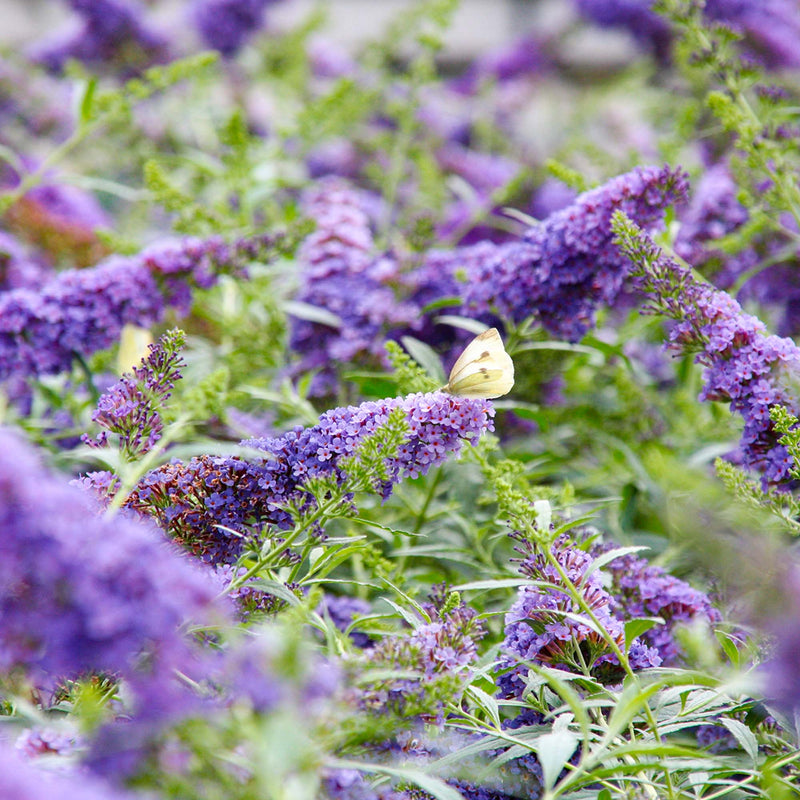 Butterfly perched on a purple flower belonging to a nanho blue butterfly bush among green foliage
