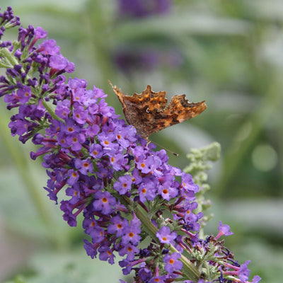 Butterfly perched on Nanho Blue Butterfly Bush flowers with a blurred green background