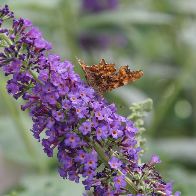 Butterfly perched on Nanho Blue Butterfly Bush flowers with a blurred green background