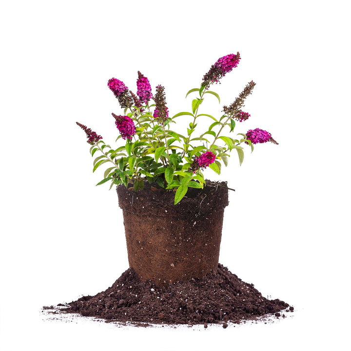 can a butterfly bush be planted in a pot Royal Red Butterfly Bush - 1 Gallon / 10-Pack