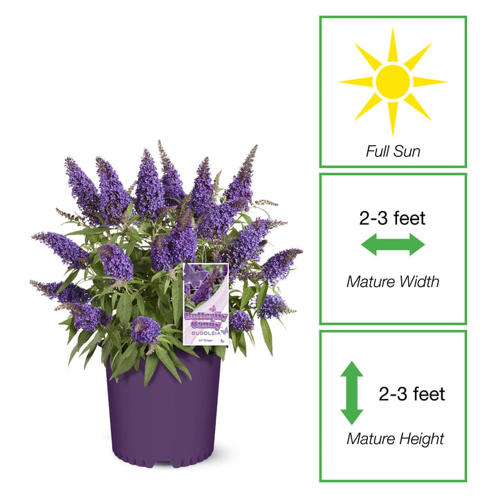 Li'l Grape™ Butterfly Bush for Sale | Perfect Plants