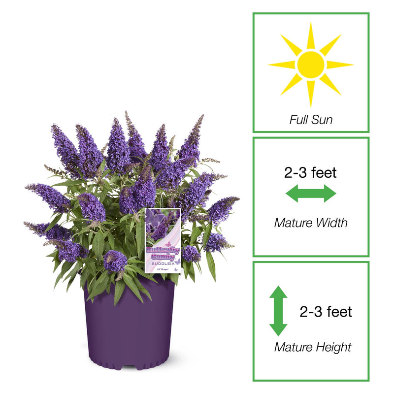 Li'l Grape™ Butterfly Bush for Sale | Perfect Plants