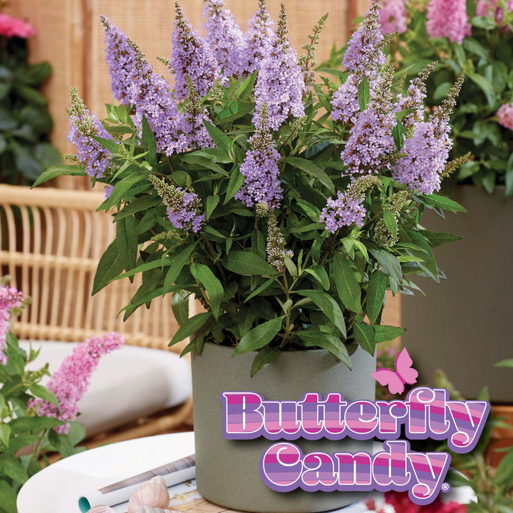 lavender butterfly plant Li'l Lavender™ Butterfly Bush for Sale