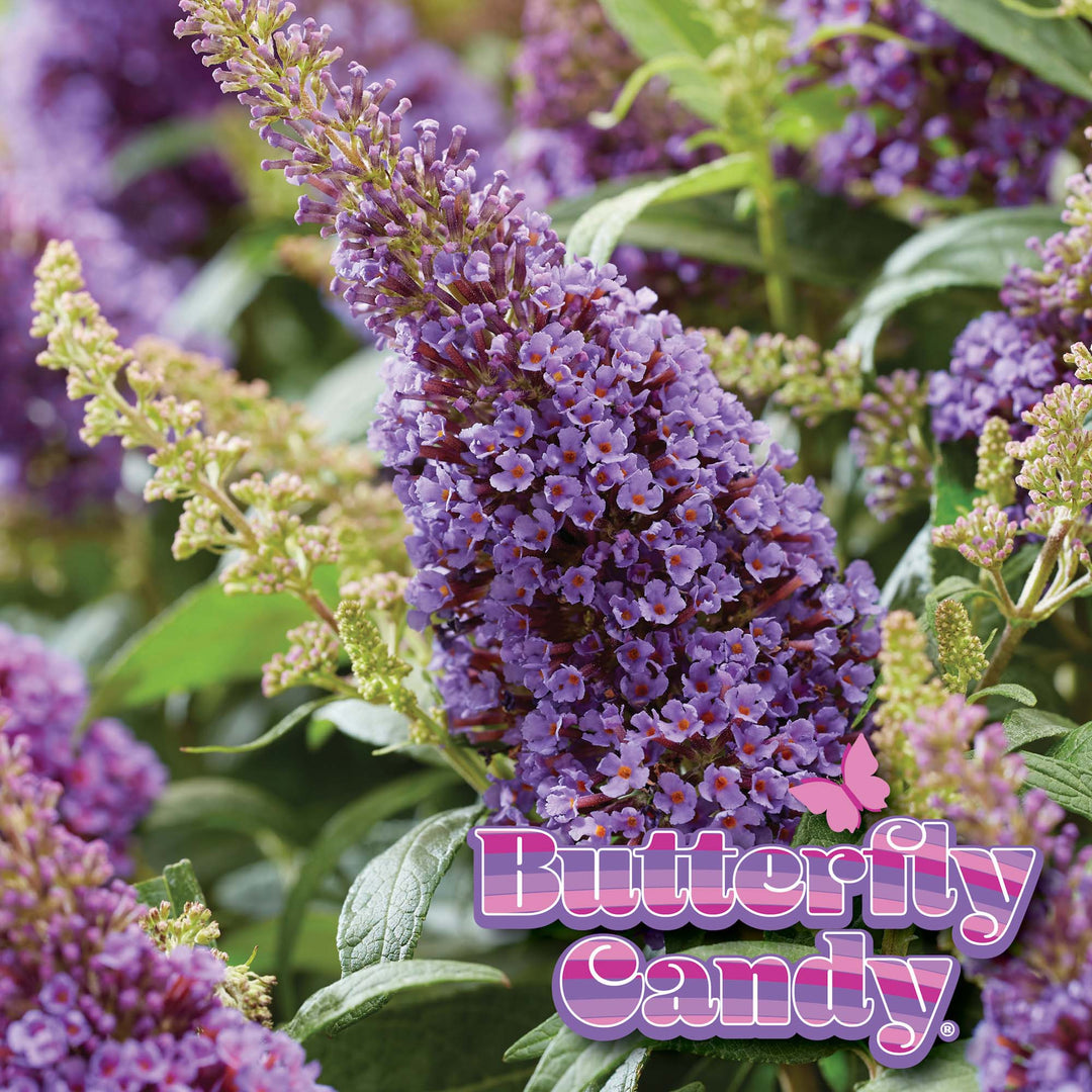 butterfly lavender plants Li'l Lavender™ Butterfly Bush for Sale