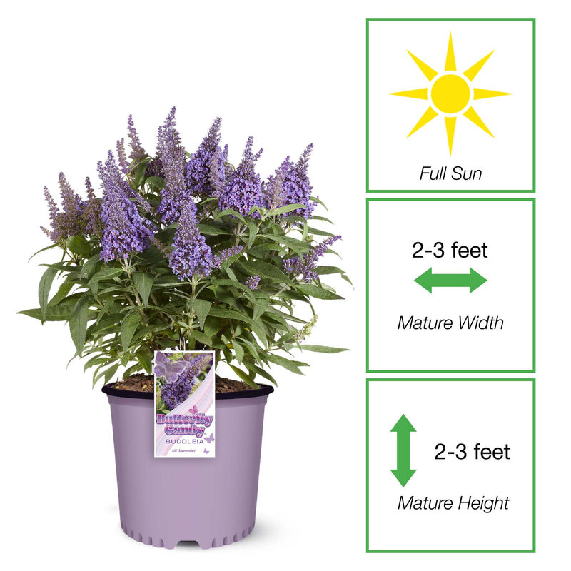 buy mature lavender plants Li'l Lavender™ Butterfly Bush for Sale