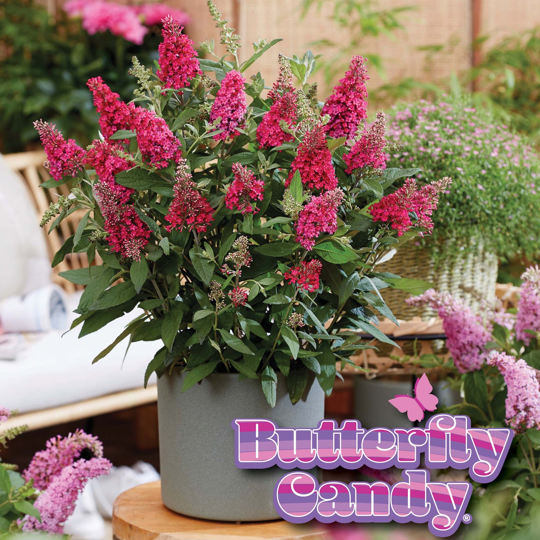 Lil Rasperry Li'l Raspberry™ Butterfly Bush for Sale | Perfect Plants