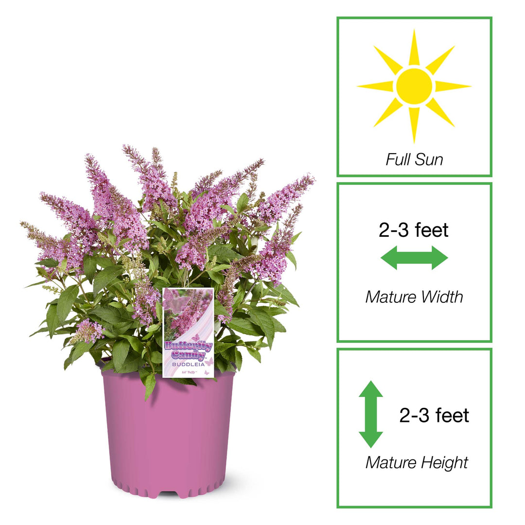 Li'l Taffy™ Butterfly Bush for Sale | Perfect Plants