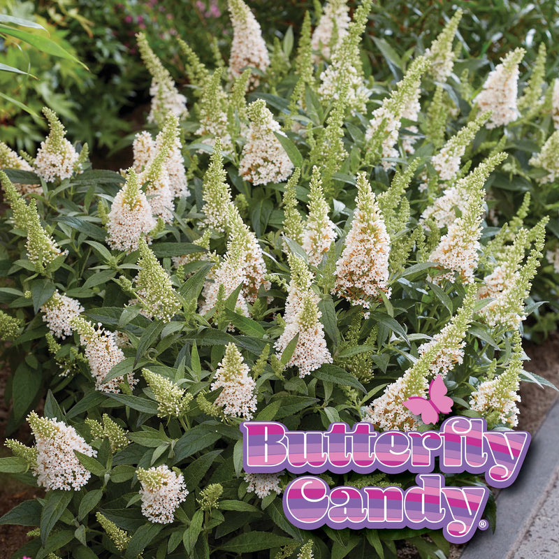 Li'l Coconut™ Butterfly Bush for Sale | Perfect Plants