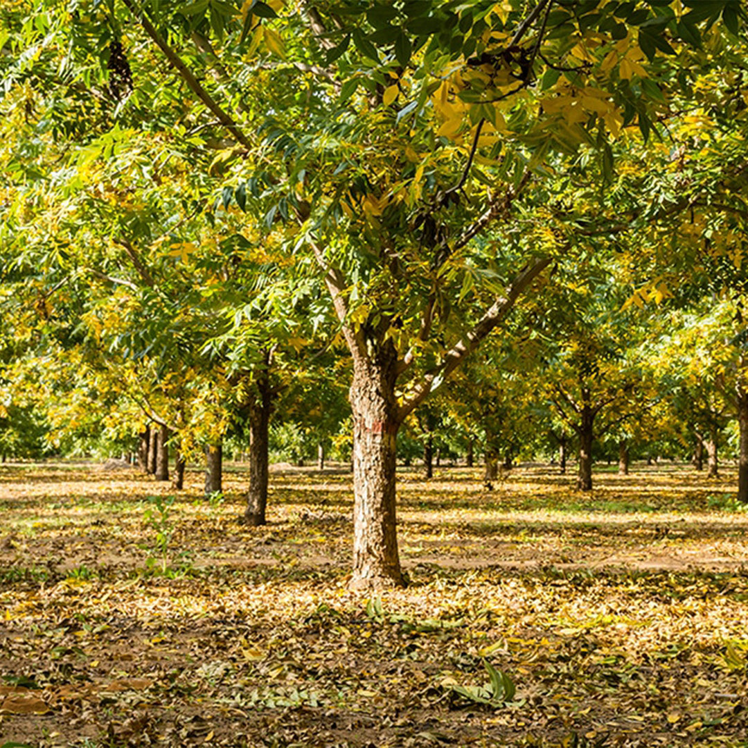 Caddo Pecan Tree
