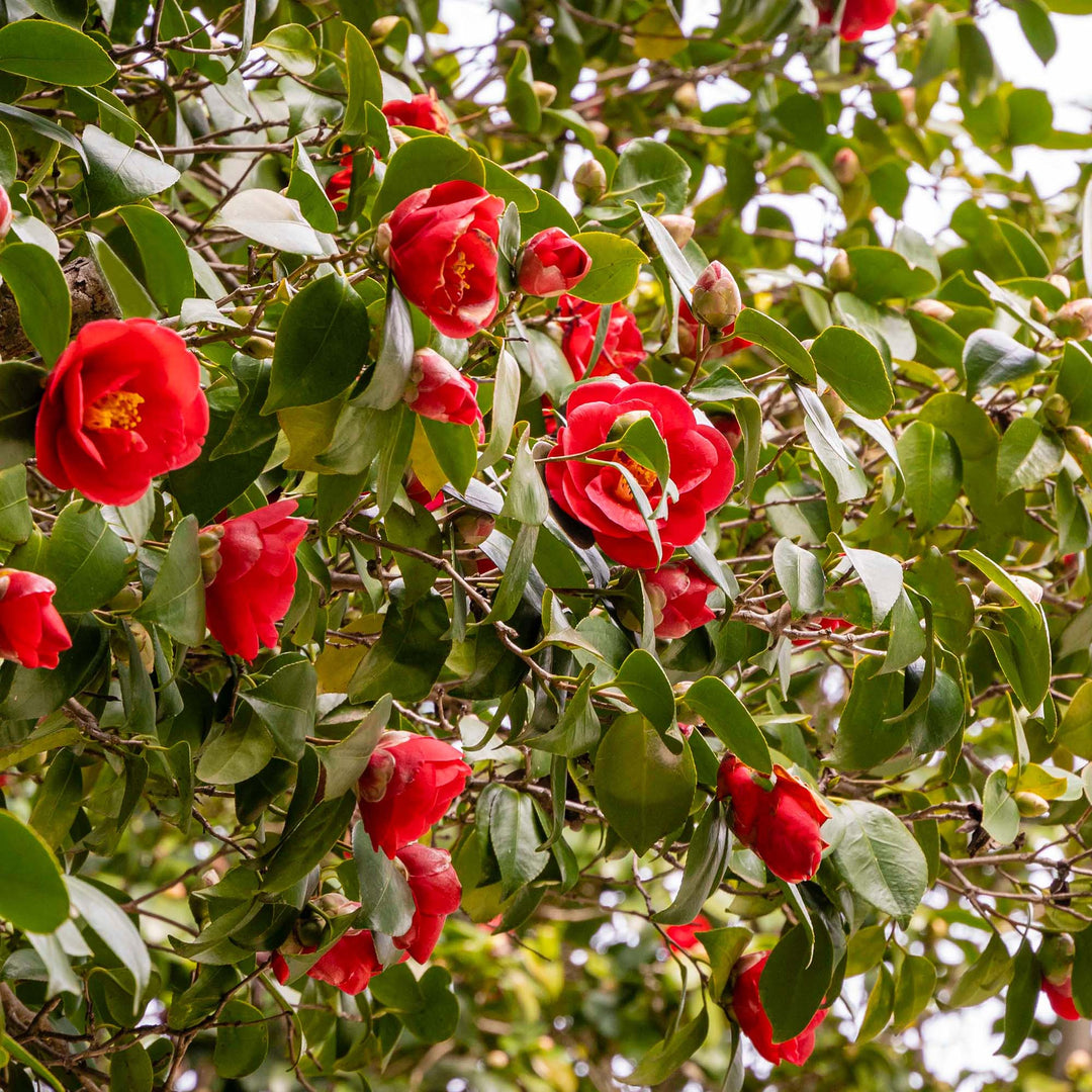 Kramer's Supreme Camellia for Sale | Camellia Japonica | Perfect