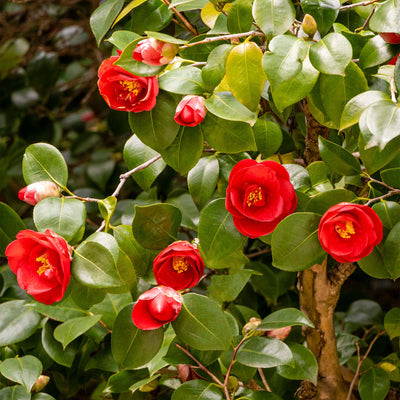 Dozens of Kramer's Supreme Camellia flowers blooming on the shrub