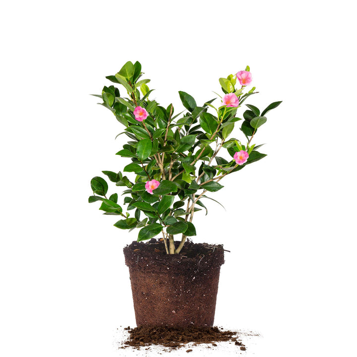 camellia plant indoors Taylor's Perfection Camellia for Sale
