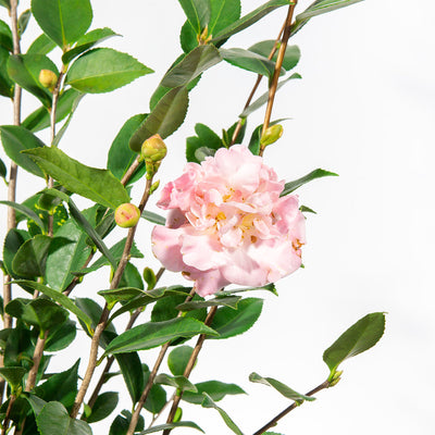Camellia High Fragrance