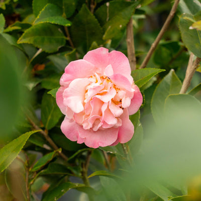 Camellia High Fragrance