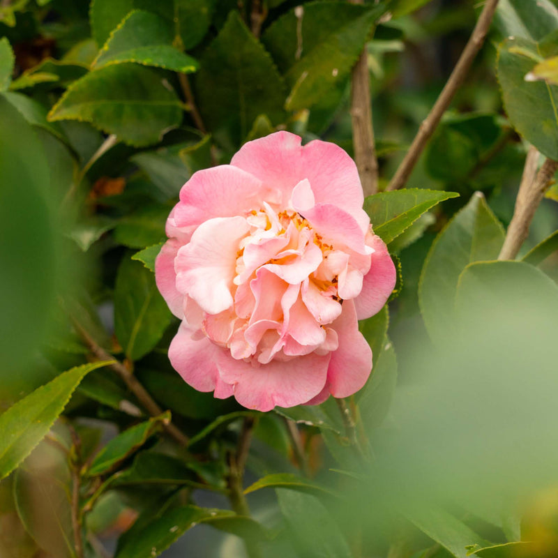 Camellia High Fragrance