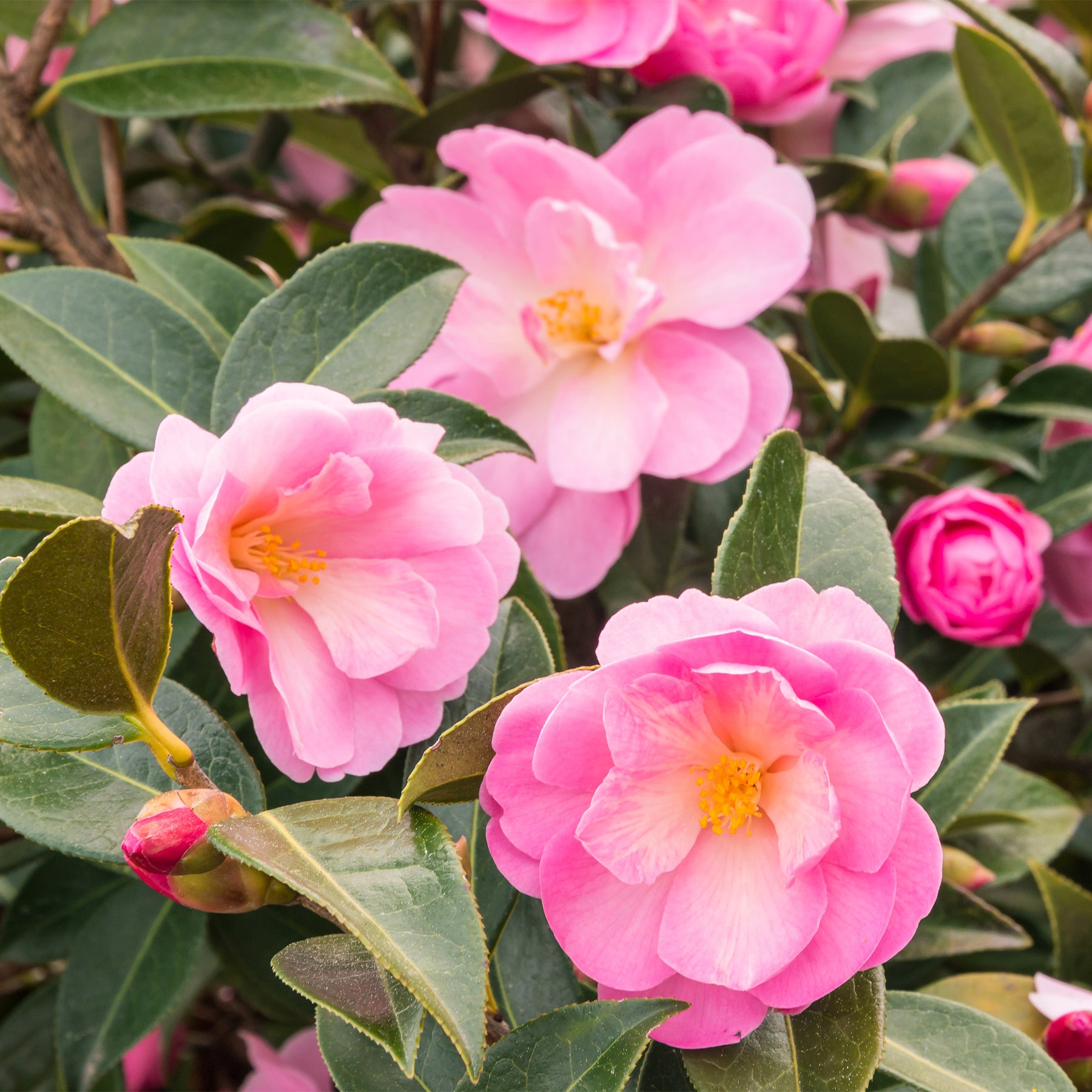 Close up of Taylor's Perfection Camellia flowers against a background of lush green foliage