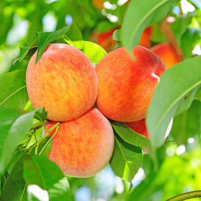 Carored Peach Tree