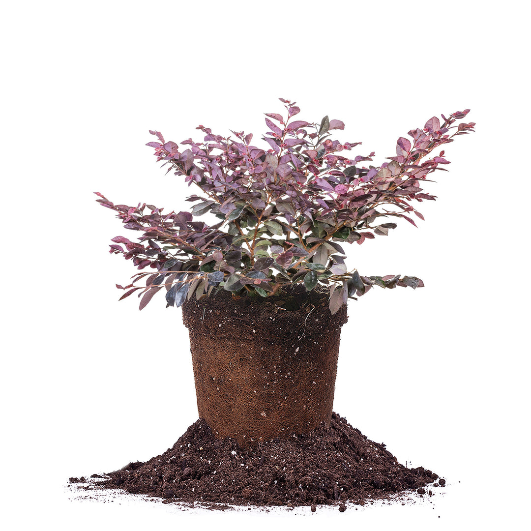 CeriseCharmLoropetalum_1gmain_