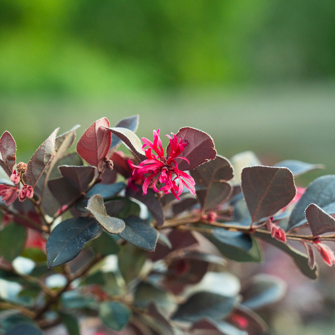 Buy Cerise Charm Loropetalum for Sale | Perfect Plants