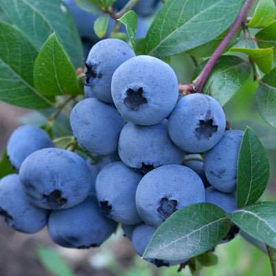 Chandler Blueberry Bush