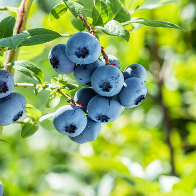 Chandler Blueberry Bush