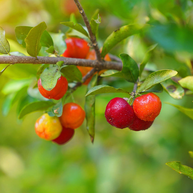 La Ciliegia delle Barbados: l’Acerola – Rimedi di nonna semplici e La Ciliegia delle Barbados: l’Acerola – Rimedi di nonna semplici e