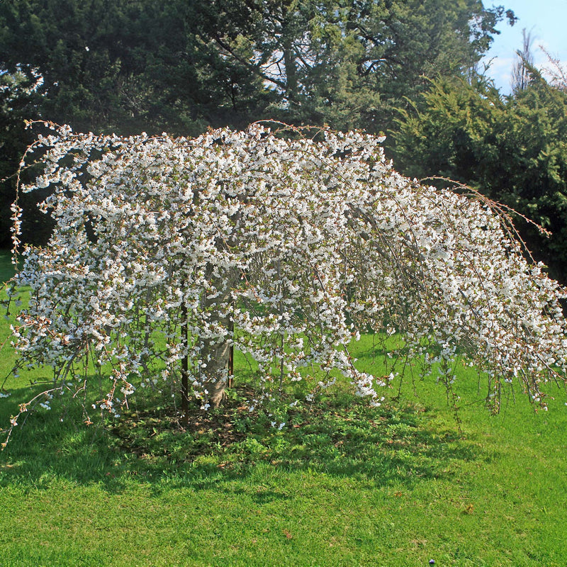 Yoshino Cherry Tree