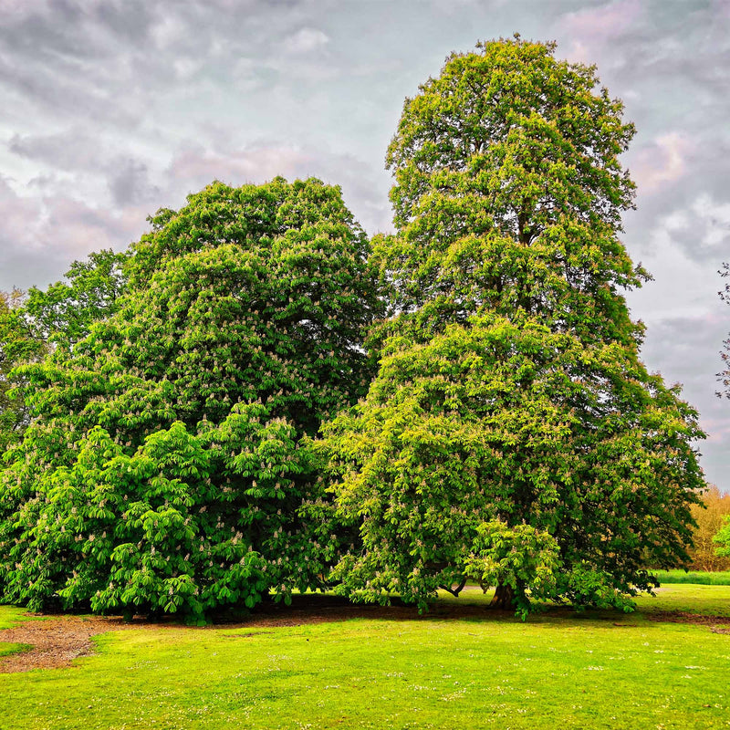 Two large American Hybrid Chestnut trees growing in a large front yard landscape