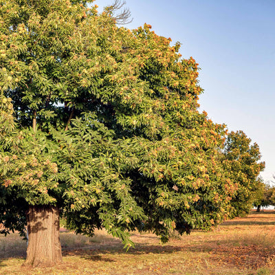 Large Hybrid American Chestnut tree growing in a backyard home orchard, nuts beginning to sprout on the tree branches
