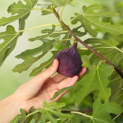 How to Grow Fig Trees & Fig Tree Care