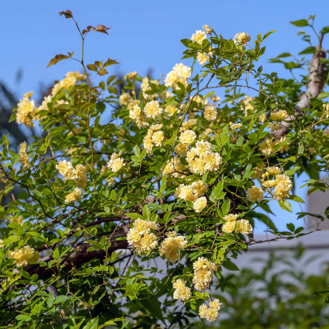 Lady Banks Rose for Sale | Yellow Climbing Rose