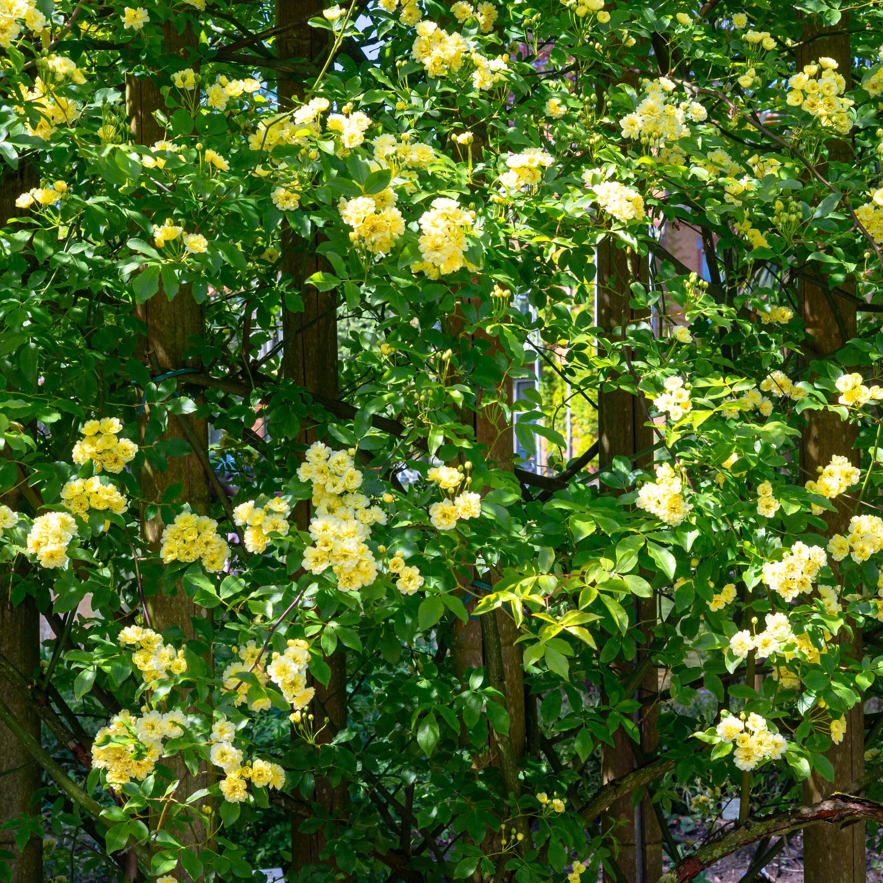 Lady Blake Roses Lady Banks Rose for Sale | Yellow Climbing Rose | Perfect Plants