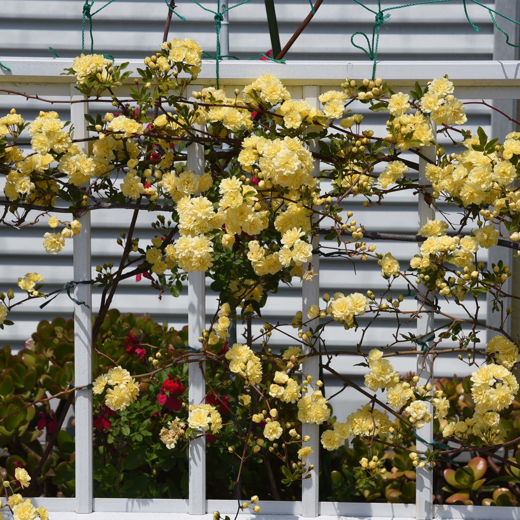 Yellow Lady Banks roses on a white trellis against a metal fence