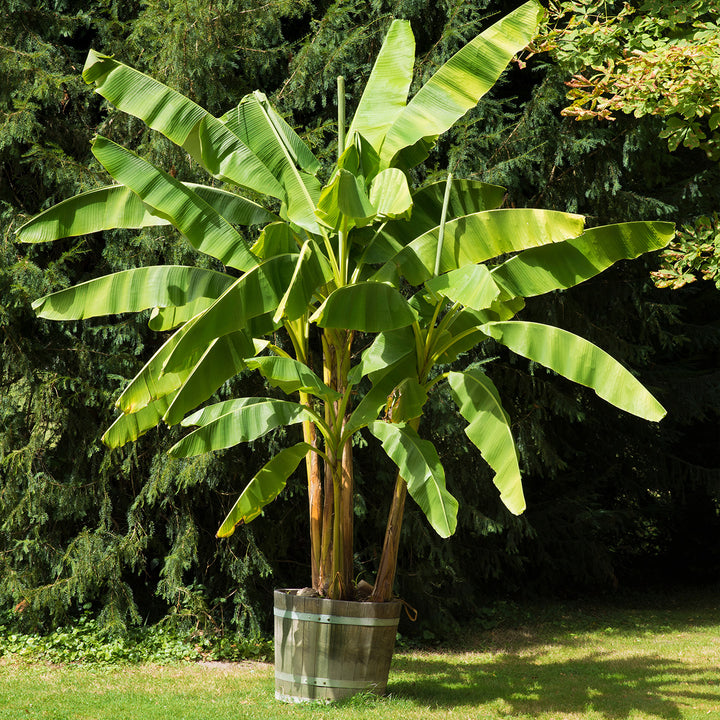 bonsai banana tree price Buy Cold Hardy Basjoo Banana Tree | Fruit Tree