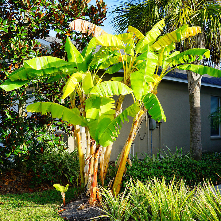 Buy Cold Hardy Basjoo Banana Tree | Fruit Tree