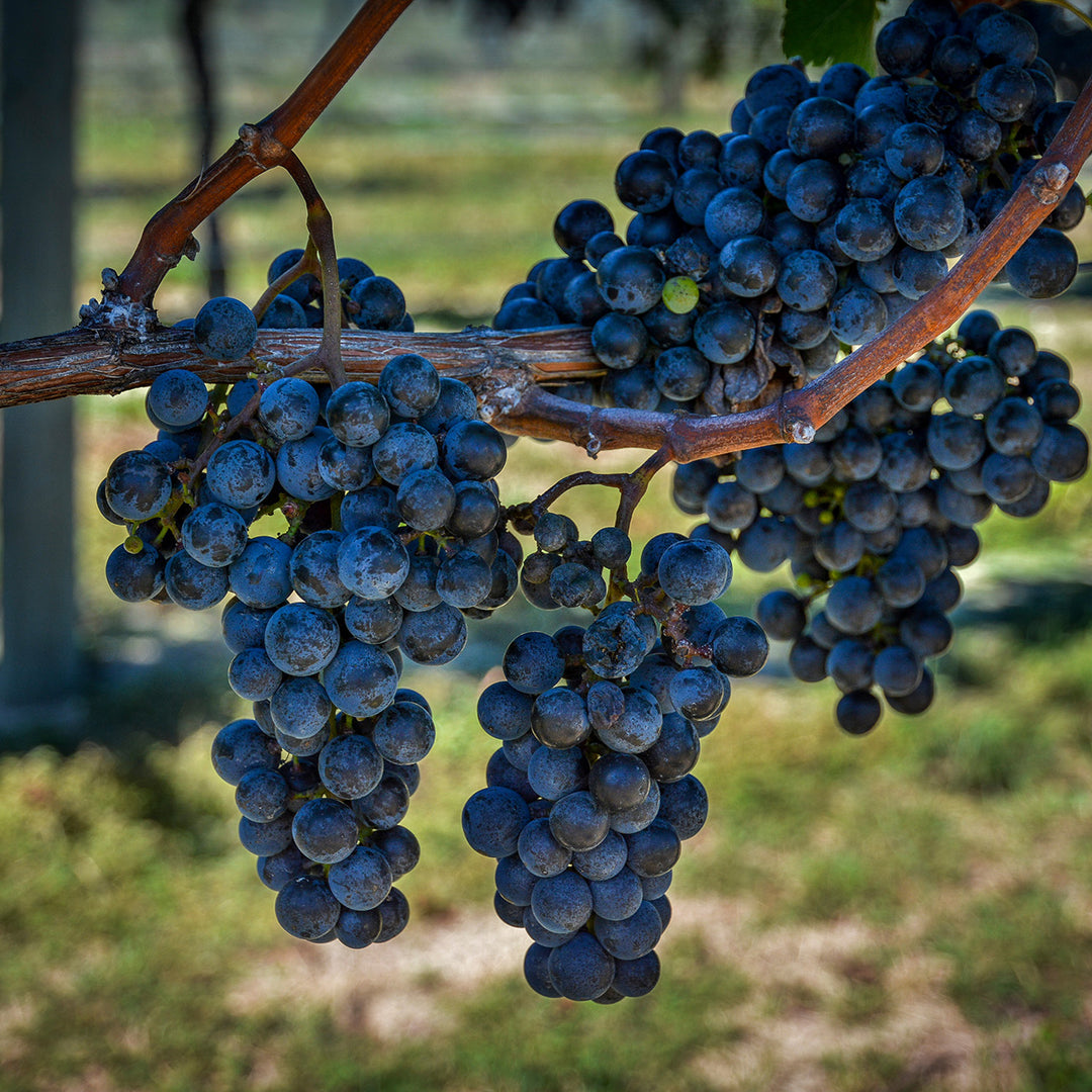 seeded grape plants for sale Concord Grape Vine - 3 Gallon / Single