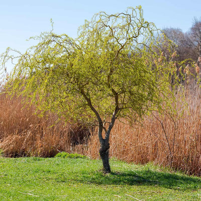 Curly Corkscrew Willow Tree with green leaves in a natural setting with grass and reeds