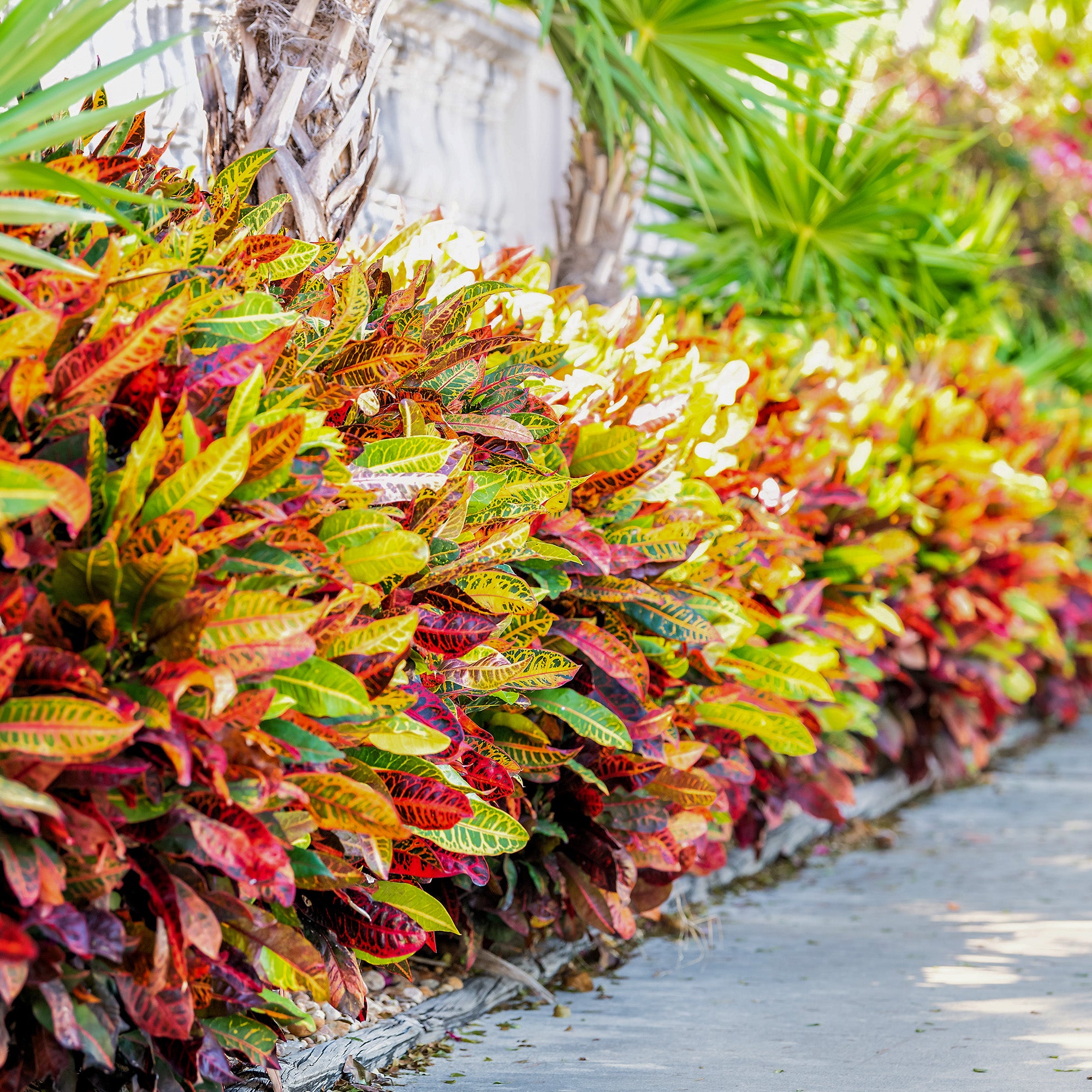 11+ Petra Croton Plants Petra Croton Plant for Sale | Buy Croton Petra Online | Perfect Plants