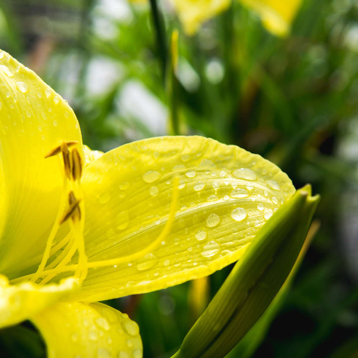stella lily flower Stella de Oro Daylily - 1 Gallon / 5-Pack